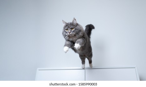 Young Blue Tabby Maine Coon Cat With White Paws Jumping Off A White Cupboard Indoors With Copy Space