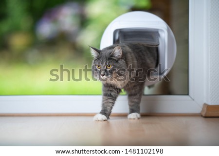 young blue tabby maine coon cat coming home passing through cat flap in window in front of garden looking ahead