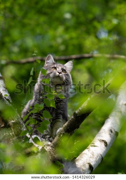 Young Blue Tabby Maine Coon Cat Stock Photo Edit Now 1414326029