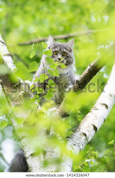 Young Blue Tabby Maine Coon Cat Stock Photo Edit Now 1414326047