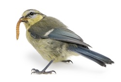 Young Blue Tit, Cyanistes Caeruleus, Eating Worm In Front Of White Background