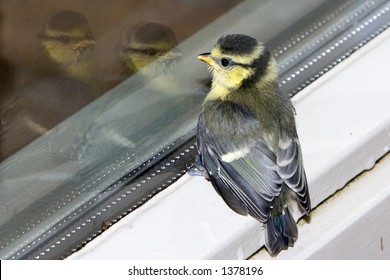 Young Blue Tit Just Out Of The Nest Seeing Double (Baarn, Netherlands)