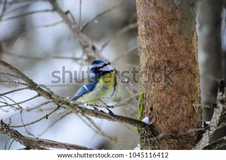 Young blue tits are noticeably more yellow.