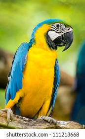 Young Blue And Yellow Macaw In Nature