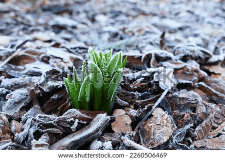 Young bluebell during the freezing cold. Coming out spring plant in the frost.