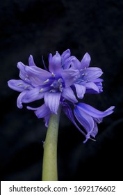 Young Bluebell Showing Bell Like Shape