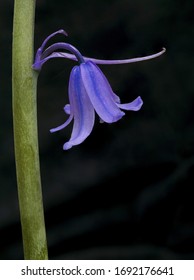 Young Bluebell Showing Bell Like Shape