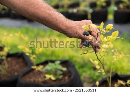 Young Blueberry Seedlings Ready for Future Production of Fresh Juices.