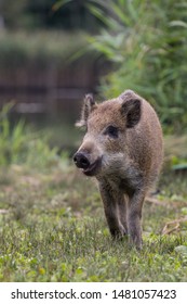 
A young boar playing in the grass