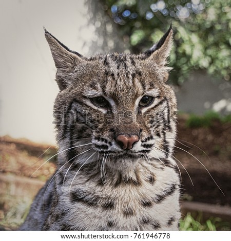 Young Bob Cat in captivity -  4 months this wild cat shows his distinctive markings 