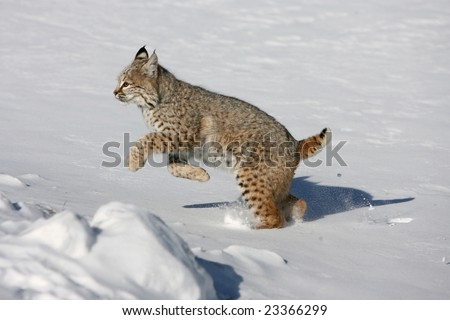 Young Bobcat Running in Snow