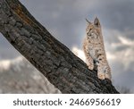 Young bobcat waiting for her turn to eat lunch