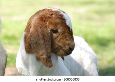 A young Boer goat stands in his pasture in California.