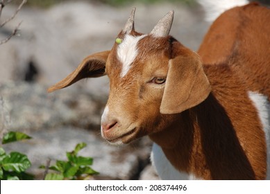 A Young Boer And Kinder Kid Who Has Been Grazing In The Manzanita Tree, Has A Small Berry Stuck To His Face. He Is Standing On Large, Granite Boulders, Right Next To Poison Oak.