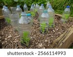 Young bok choy seedlings growing in a raised bed, protected by recycled plastic bottles acting as mini greenhouses