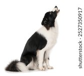 Young border collie dog sits on a white background and howls