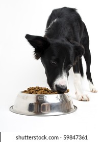 Young Border Collie Eating Food On White Background Close Up