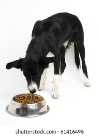 Young Border Collie Eating Food On White Background Close Up