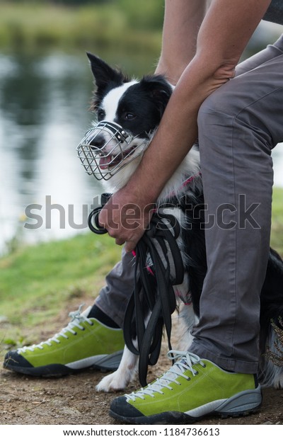 border collie muzzle