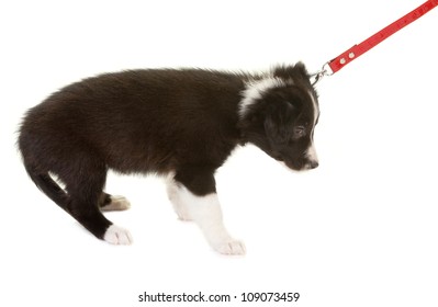 Young border collie puppy first time on a leash