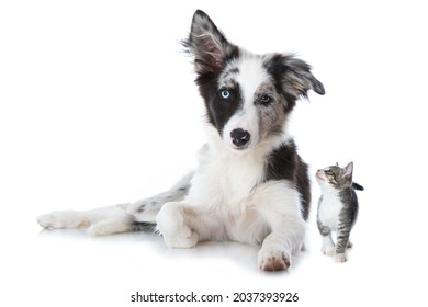 Young border collie puppy and a kitten isolated on white