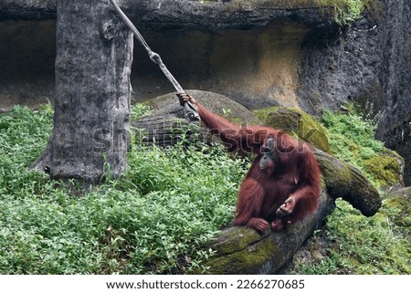 A young Bornean Orangutan playing with a rope hanging from a giant tree. This highly intelligent and critically endangered species of great apes, is native and endemic to Borneo Island, Asia