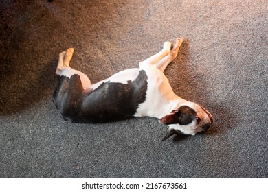 Young Boston Terrier Dog Lying On A Grey Carpet Resting, Seen From Above.