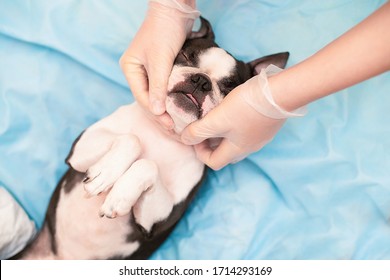 A young Boston Terrier dog relaxes and rests on the couch at the cosmetologist masseur in the beauty salon.