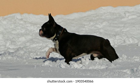 Young Boston Terrier In The Snow