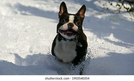 Young Boston Terrier In The Snow