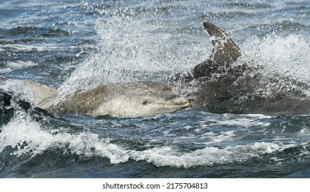 A young bottlenose dolphin surfacing in the surf next to mum, Isle of Mull, Scotland