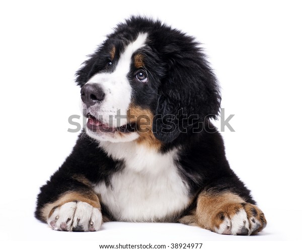 Young Bouvier Bernois Berner Sennen Portrayed Stock Photo Edit Now