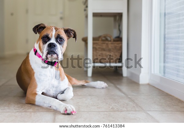 Der Junge Boxer Hund Mit Lackierten Stockfoto Jetzt Bearbeiten