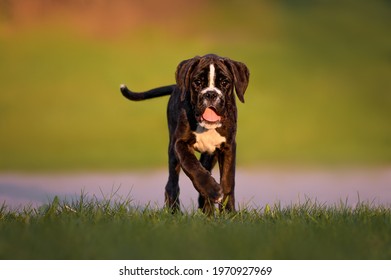 Young Boxer Dog Puppy Walking Outdoors At Sunset