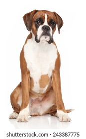 Young Boxer Dog Sits On White Background