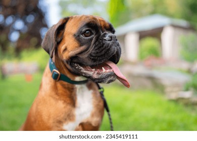 Young Boxer Dog sitting in a garden. 