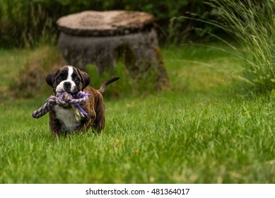 Young Boxer Pup Running In Grass With Toy In Mouth