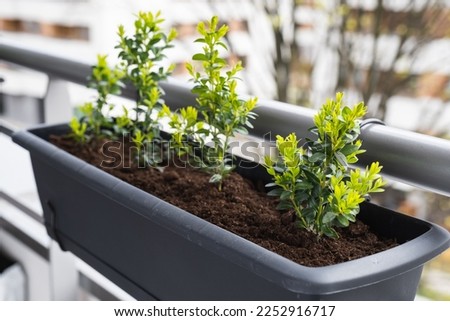 Young boxwood bushes grow in flower pots on the balcony.