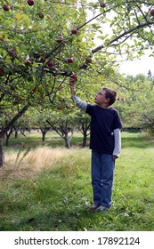 Young Boy In An Apple Orchard Picking The Fruit