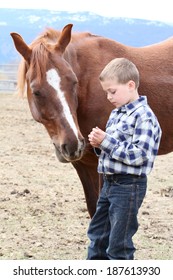 Young Boy In Blue Feeding His Horse Treats 