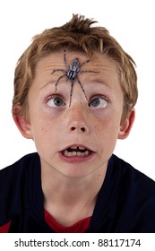 young boy cross eyed and terrified as he tries to see a giant wolf spider on his forehead