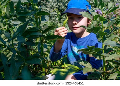 7,308 Kids picking vegetables Images, Stock Photos & Vectors | Shutterstock