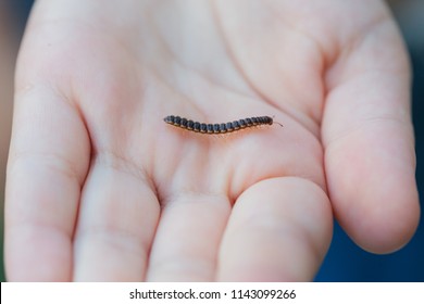 Young boy holding a live centipede in his hands in the garden outside.