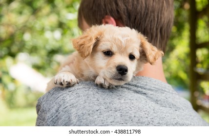 Young Boy Holding Terrier Puppy Outside Stock Photo 438811798 ...