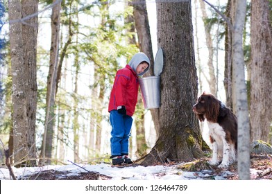 Young Boy Looking In A Maple Sap Bucket