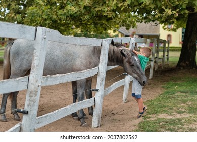 Young boy petting two horse in countryside