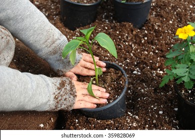 Young boy sitting in a bin of soil transplanting a pepper plant inside a greenhouse - Powered by Shutterstock