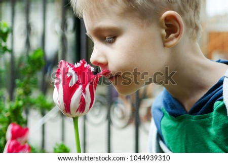 Young boy smells tulips flower in spring garden