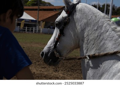 A young boy is standing next to a white horse with a black bridle. The horse is wearing a white bridle and has a black noseband. The boy is looking at the horse, mangalarga marchador, with interest - Powered by Shutterstock