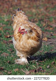 Young Brahma Hen On Green Grass